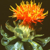 Carthamus tinctorius