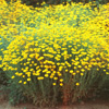 Anthemis tinctoria