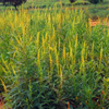 Reseda luteola