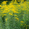 Solidago canadensis