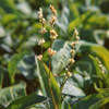 Polygonum tinctorium