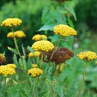 Achillea filipendulina