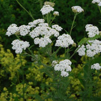 Achillea millefolium