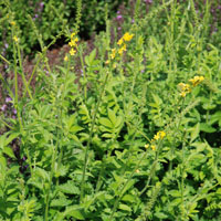 Agrimonia eupatoria