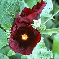 Alcea rosea