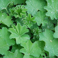 Alchemilla vulgaris