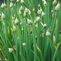Allium cepa
