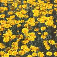 Anthemis tinctoria