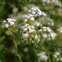 Anthriscus sylvestris
