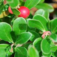 Arctostaphylos uva-ursi