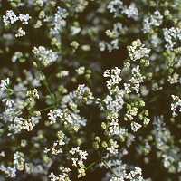 Asperula tinctoria