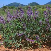 Baptisia australis