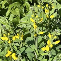 Baptisia tinctoria