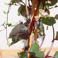 Basella rubra