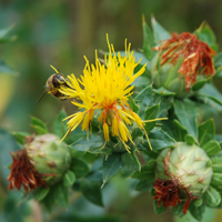 Carthamus tinctorius