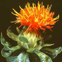 Carthamus tinctorius