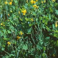 Chelidonium majus