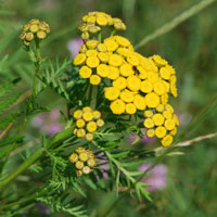 Chrysanthemum vulgare