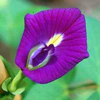 Clitoria ternatea