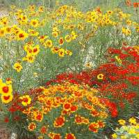 Coreopsis tinctoria