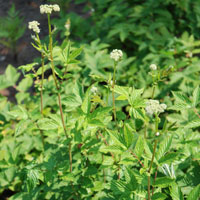 Filipendula ulmaria