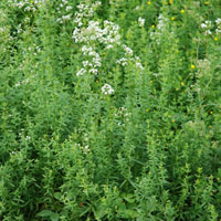 Galium mollugo