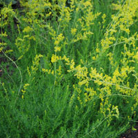 Galium verum