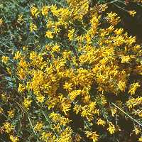 Genista tinctoria