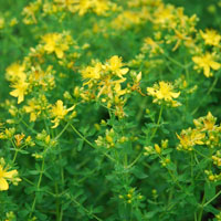 Hypericum perforatum