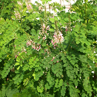 Indigofera tinctoria