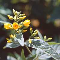 Lysimachia vulgaris