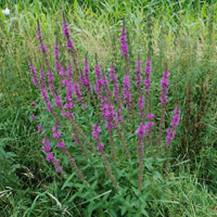 Lythrum salicaria