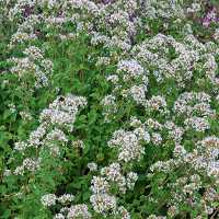 Origanum vulgare