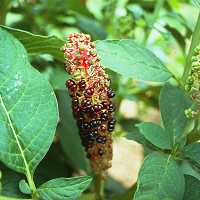 Phytolacca americana