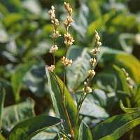 Polygonum tinctorium
