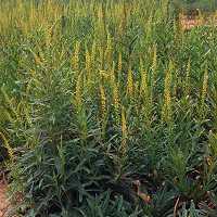 Reseda luteola