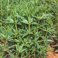 Rubia tinctorum