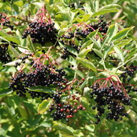 Sambucus nigra