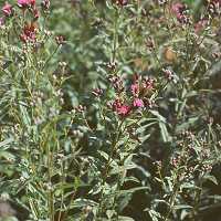Serratula tinctoria