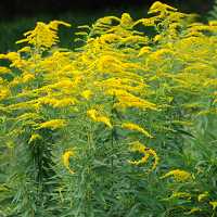 Solidago canadensis