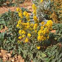 Solidago virgaurea