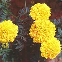 Tagetes erecta