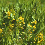 Blüten und reifende Früchte des Färberwaids Blüten und reifende Früchte des Färberwaids