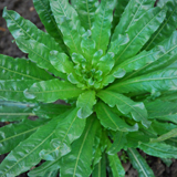 Blattrossette des F&auml;rberwaus