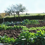 Dyer’s woad (in front) in my parent’s garden Dyer’s woad (in front) in my parent’s garden