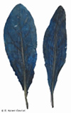Treated leaves of woad with unveiled indigo Treated leaves of woad with unveiled indigo