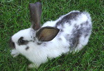 Rabbit at my parent’s farm Rabbit at my parent’s farm