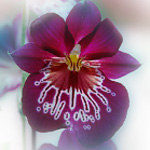 My new orchid My new orchid
