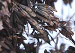 Woad fruit Woad fruit