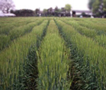 Barley collection in Japan Barley collection in Japan